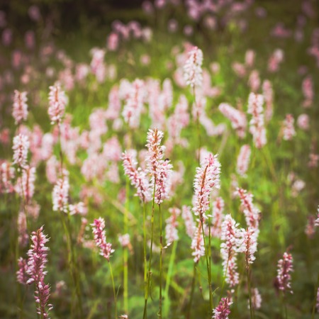 Pink wilflowersの写真素材