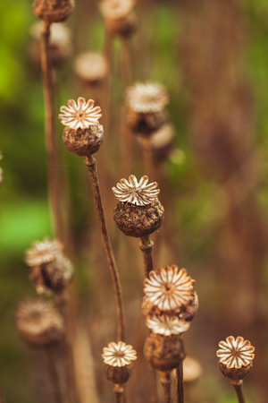 Dry poppy plantsの写真素材