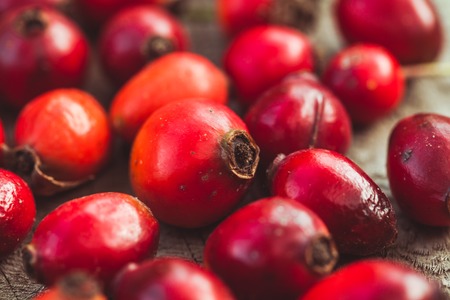 Dogrose fruitsの写真素材