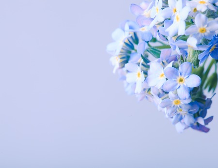 Forget-me-notの写真素材