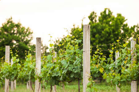 vineyard rows in springの写真素材