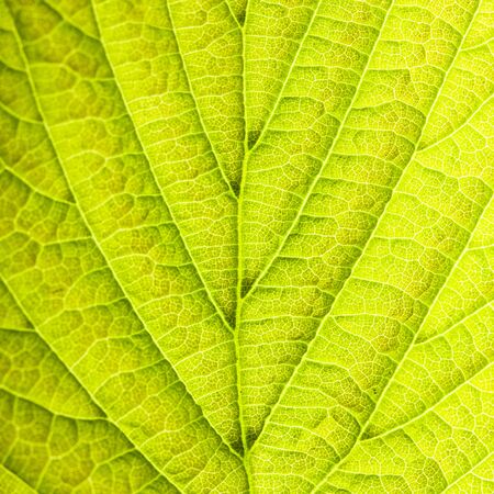 Leaf background very close up for design