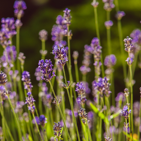 Lavender on rockery with rocks and evergreen plantsの写真素材