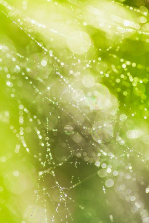 Abstract background from morning dew on a spider web. Nature inspiration