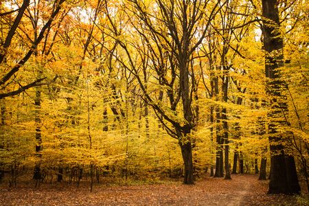 Fall forest and path way between the trees