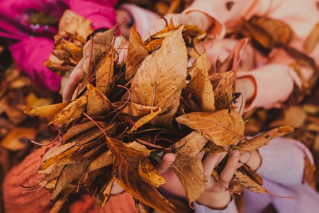 Four girls playing with autumn leaves, close up in handsの写真素材