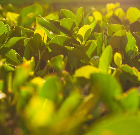 Growing green tea bushes background under sunrise