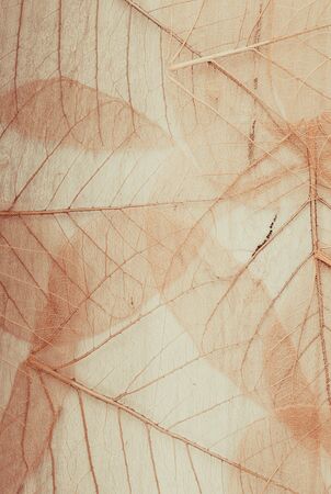 Backdrop with skeletons of autumn leaves textureの写真素材