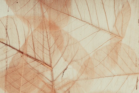 Backdrop with skeletons of autumn leaves textureの写真素材