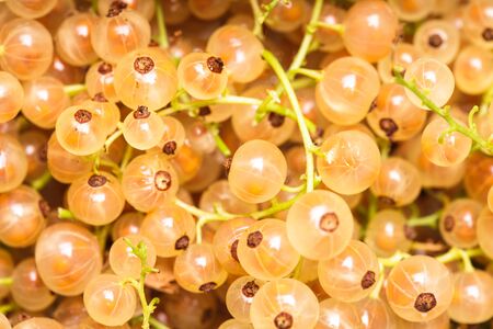 White currant fuits as a background for designの写真素材