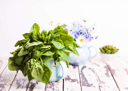 Bunch of fresh green spinach in blue cupの写真素材
