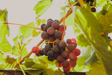 Grapevine on the twig in the garden. Macro view