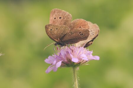 A pair of brown butterfly resting on a pink flower