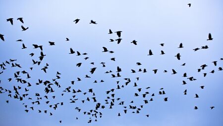 Silhouettes of flying black birds in the gray skyの写真素材