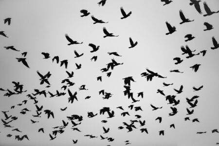 Silhouettes of flying black birds in the gray skyの写真素材