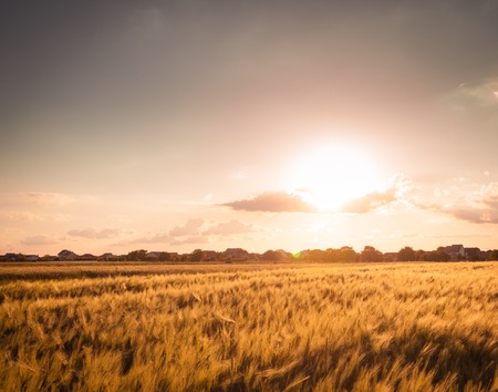 Wheat field over sky with sundown. Nature landscapeの写真素材