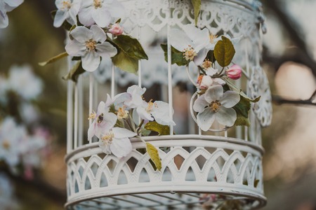 Bird cage on the apple blossom tree in sunset.の写真素材