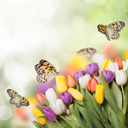 Colorful tulips over blur bokeh background for design and butterfliesの写真素材