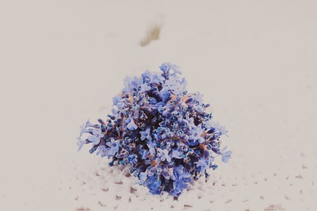 Fresh lavender bunch, decor provance style on a crochet tablecloth, shabby chicの写真素材