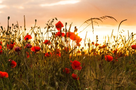 Wheat field with poppies and sundown landscape. Beautiful nature summer vista with wild flowersの写真素材
