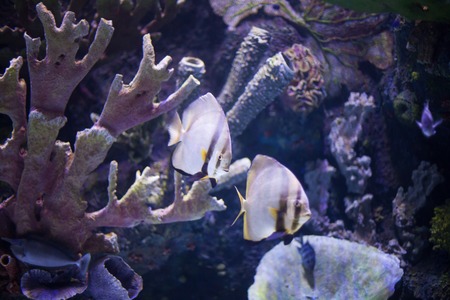 Undersea world coral reef with exotic fishes