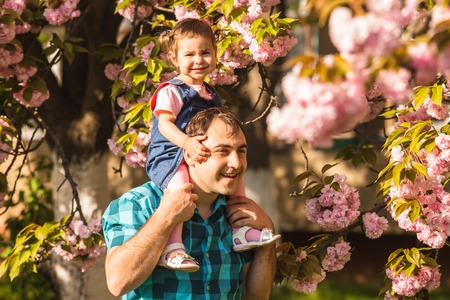 Girl is sitting on her daddy's shoulders against the backdrop of sakura blossomsの写真素材