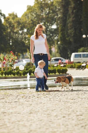 Little boy is walking the beagle dog with his momの写真素材
