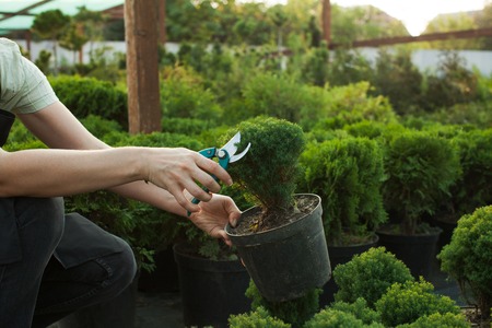 Female hands cutting seedlings in a pot using secateurs at greenhouseの写真素材