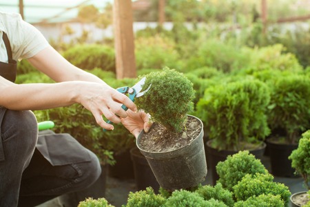 Female hands cutting seedlings in a pot using secateurs at greenhouseの写真素材