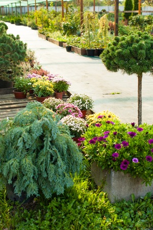 Garden market outdoorの写真素材