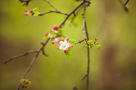 Branches of apple treeの写真素材