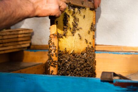 Man engage apiculture