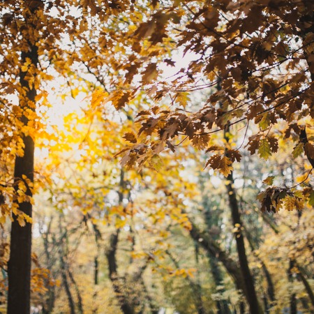 Autumn in the park