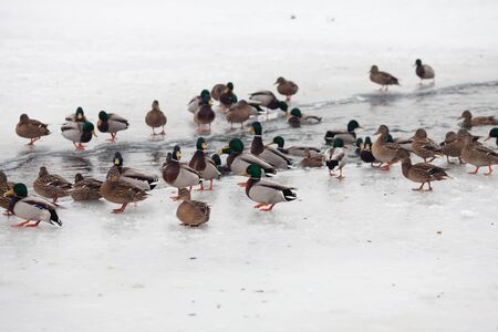 Life ducks in winterの写真素材