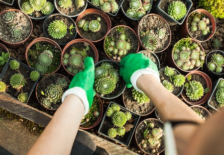 Group of various succulents in pots. Garden market top viewの写真素材