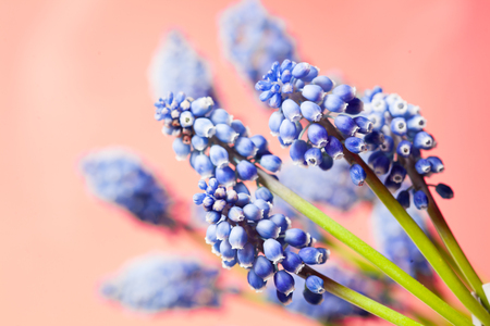 Wonderful muskari bokeh flowerの写真素材