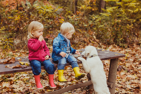Babies and doggy in the autumn parkの写真素材