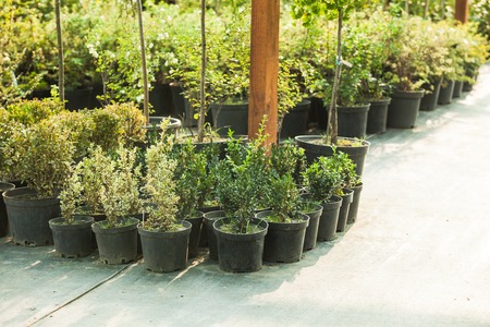 Garden market outdoorの写真素材