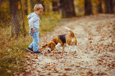 Boy with beagleの写真素材
