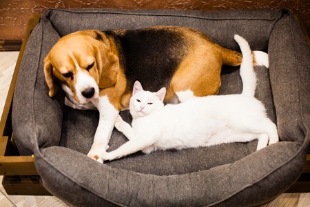 The lovely petsの写真素材