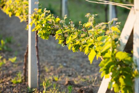 Groomed young vineyardの写真素材