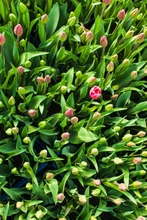 Top view of field of spring tulips, flower bed in the greenhouse. First spring tulip budsの写真素材