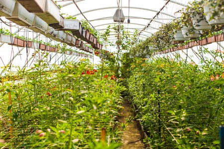 Field with flowers in greenhouseの写真素材