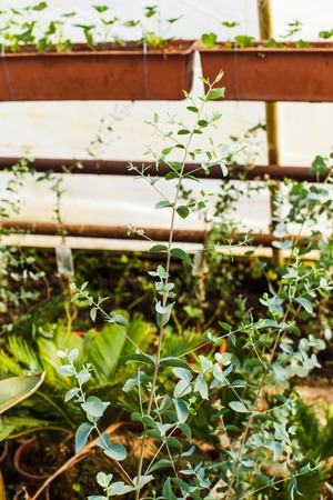 The eucalyptus bushの写真素材