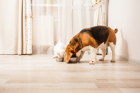 best friends foreverの写真素材