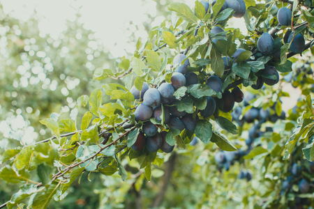 Blue plums branch in the summer outdoorsの写真素材