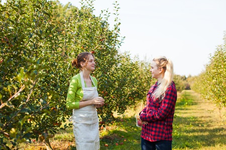 Happy young women talking in apple gardenの写真素材