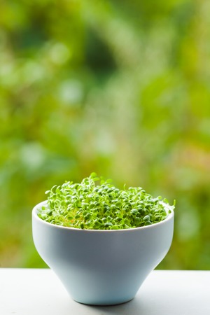 organic micro greens concept with copy textの写真素材
