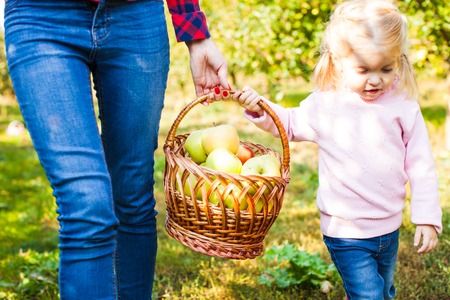 Happy Smiling girl with mother are gathering applesの写真素材