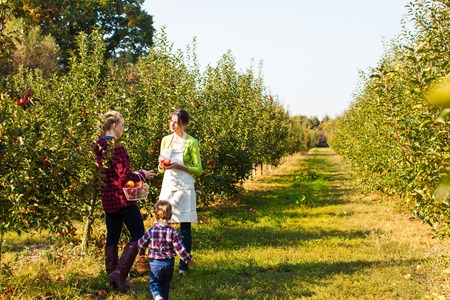 Young mother picking apples for her daughterの写真素材